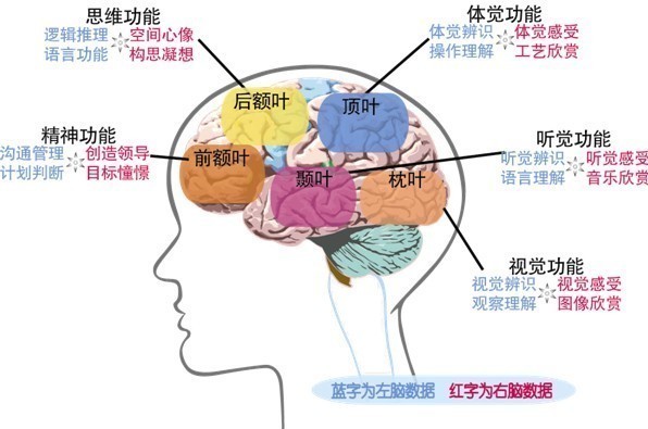 脑的潜力到底有多大 360新知