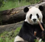 大熊猫
