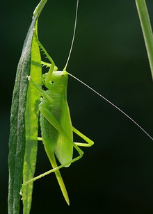 绿螽斯昆虫记图片