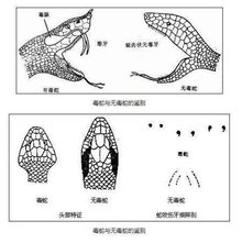  蛇(爬行纲下的一类动物)