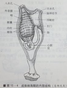 (尾索动物亚门,柄海鞘等)词条信息最近更新者:6688cc最近更新:2017-10