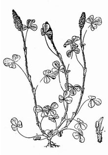 绛三叶--墨线图