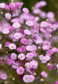 粉色圆锥石头花花语图片