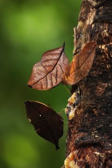 枯叶蝶 - 昆虫纲鳞翅目蛱蝶科拟态动物