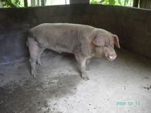 美国前总统送给我国3头猪如今成了我国的“万能种猪”种猪到底有多重要？