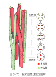 根(植物的六大器官之一)_360百科