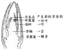 植物(必赢下载 生命形态之一)360百科(图6)