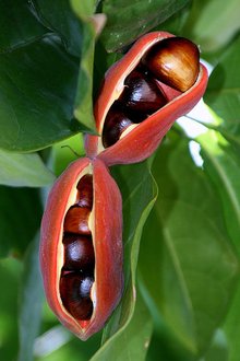 频婆梧桐科植物