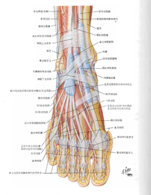 足背动脉搏动位置图图片