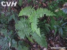 里白(里白科里白属植物)_360百科