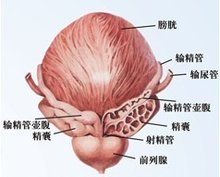 前列腺多维联合康复体系应用范围有哪些？