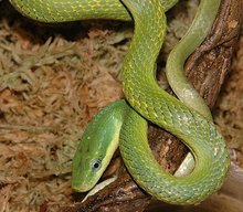 名基本信息绿锦蛇为游蛇科锦蛇属的爬行动物,生活于山区全身翠绿色