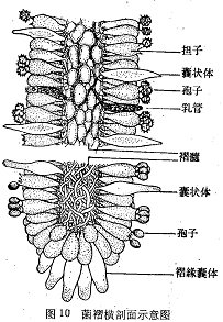 在子囊菌中,它是由子囊和侧丝组成