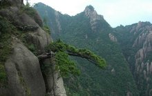黄山松的枝叶 黄山松的枝叶