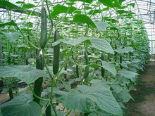 开云体育水果黄瓜360百科(图2)
