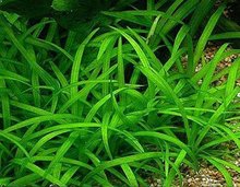 水兰(植物)_360百科