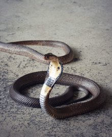 泰国眼镜蛇