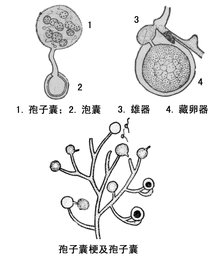 真菌亚门分类图片