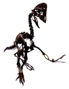 窃蛋龙骨骼化石