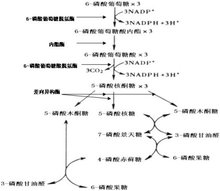 PPP(戊糖磷酸途径pentose phosphate pathway)_360百科