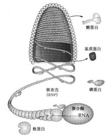 弹状病毒科的病毒结构示意图