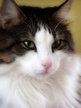 挪威森林猫