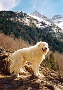 比利牛斯山犬