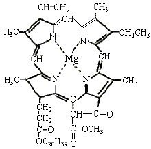 叶绿素a的分子结构图
