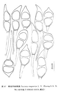 栅锈菌属冬孢子图片