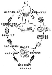 布氏姜片吸虫成虫图片