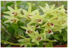 铁皮石斛 铁皮石斛