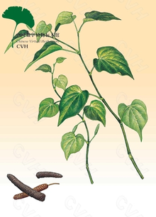 毕澄茄_360百科