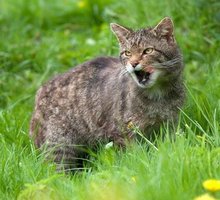 野猫 野猫