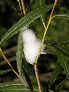 柳尖胸沫蝉_360百科