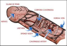 龟头(男性外生殖器官顶部)_360百科
