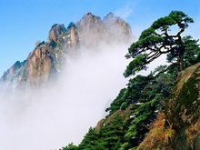 黄山松 黄山松
