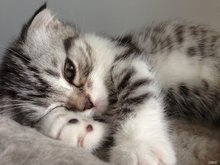 美国短毛猫