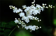 珍珠梅
