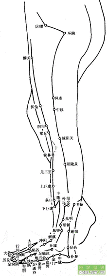 仆参的准确位置图图解图片