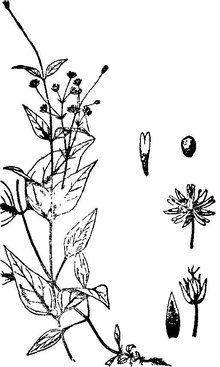 中国繁缕(双子叶植物纲繁缕属植物)_360百科