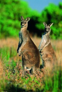 信息袋鼠(kangaroo)原产于澳大利亚大陆和巴布亚新几内亚的部分地区