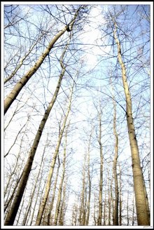 白杨(杨柳科(Salicaceae)杨属(Populus)植物的通称)_360百科