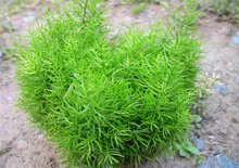 天门冬