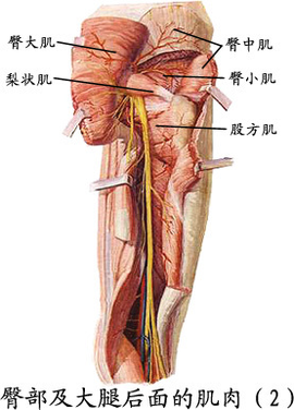 坐骨大孔