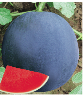 黑玉(西瓜品种)_360百科