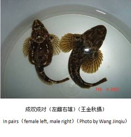 四鳃鲈鱼