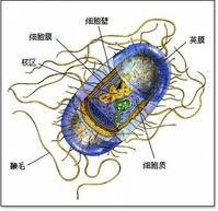 细菌细胞壁
