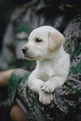 小米电视剧神犬奇兵军犬