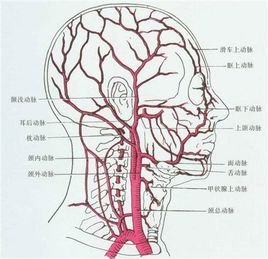 脑膜中动脉体表投影图片