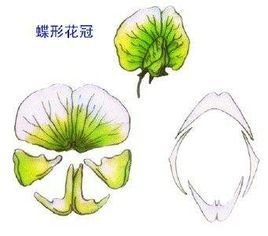 黄檀具有蝶形花冠图片